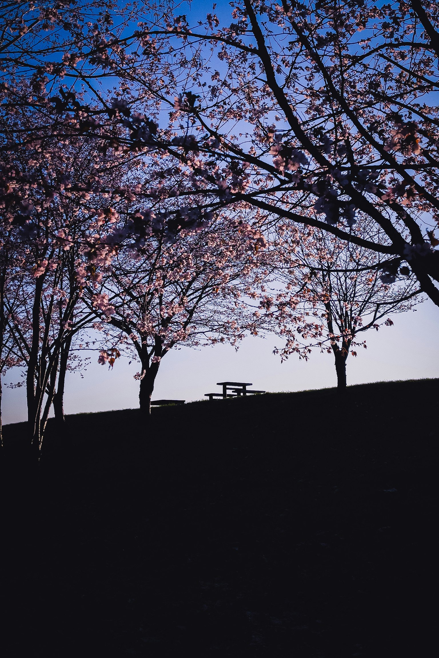 藍天背景下的櫻花樹剪影和遠處的野餐桌