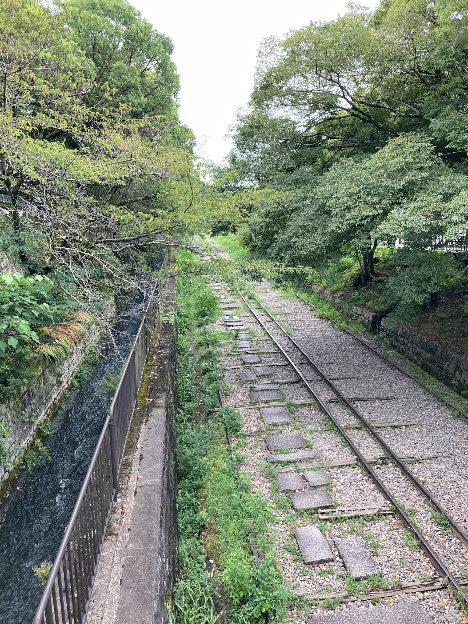 A tranquil scene of an overgrown railway track surrounded by lush greenery