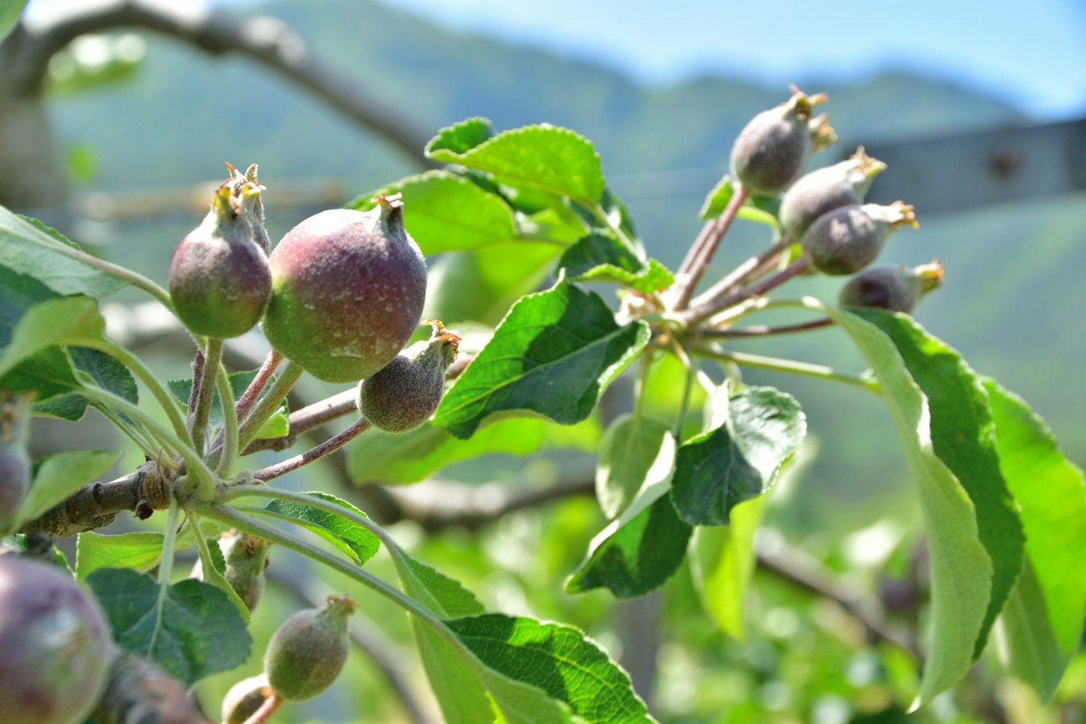 Frutos jóvenes de manzana y hojas verdes en una rama
