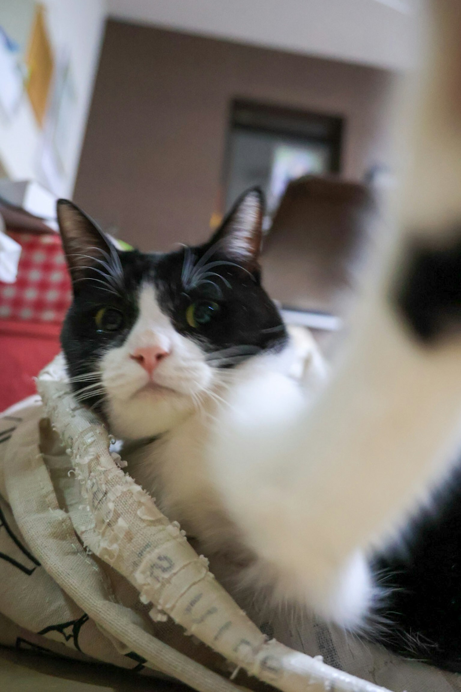 Chat noir et blanc se prélassant sur une couverture