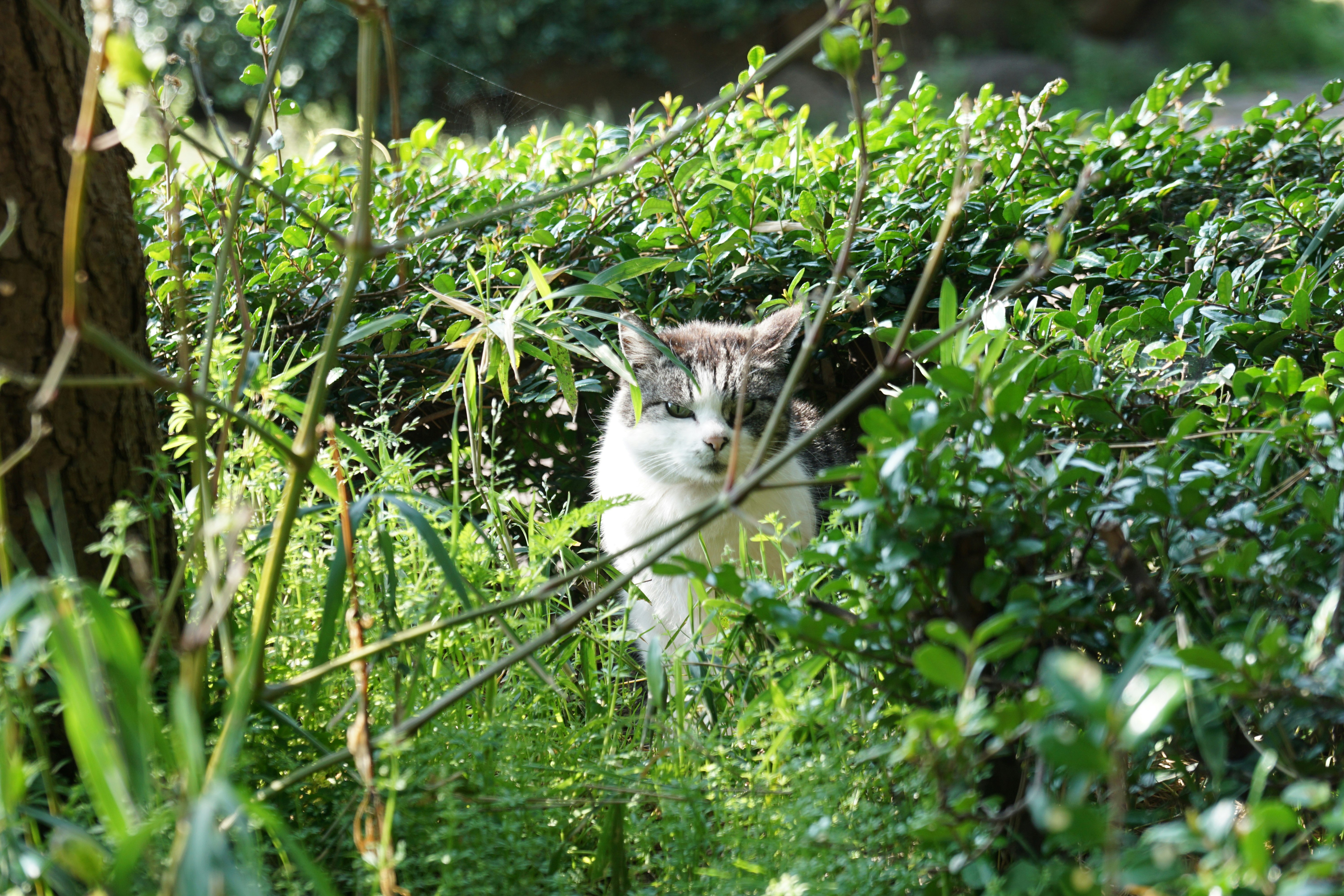 茂みの間から顔をのぞかせる野良猫