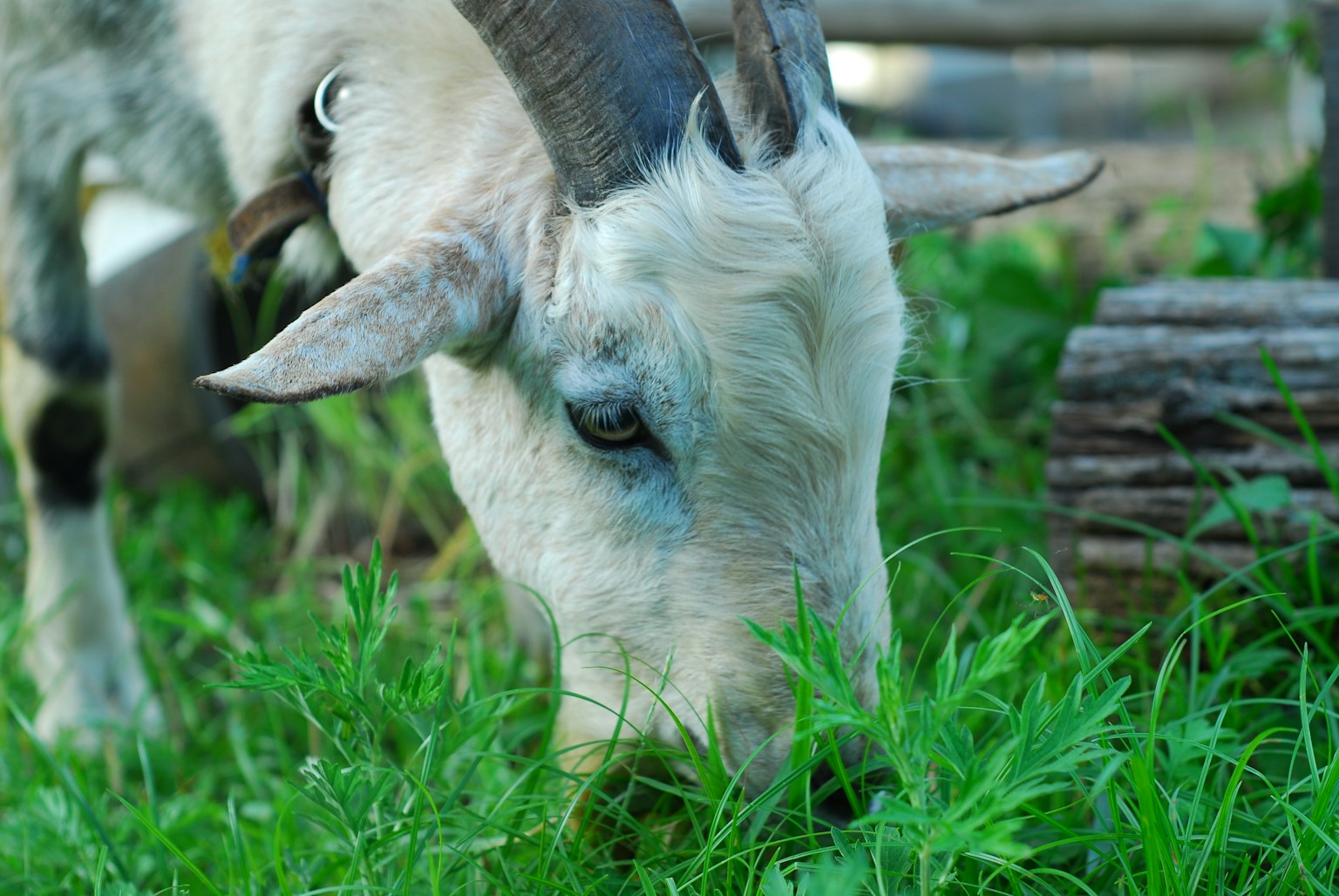 Close-up of a white goat grazing on grass