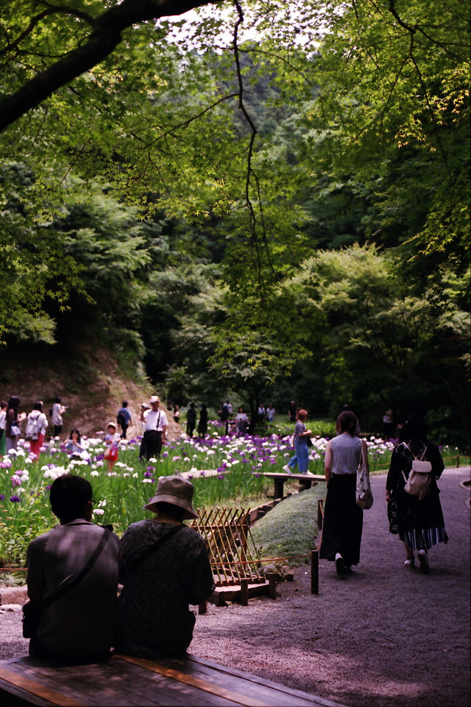 Park scene surrounded by green trees with blooming flowers and people strolling