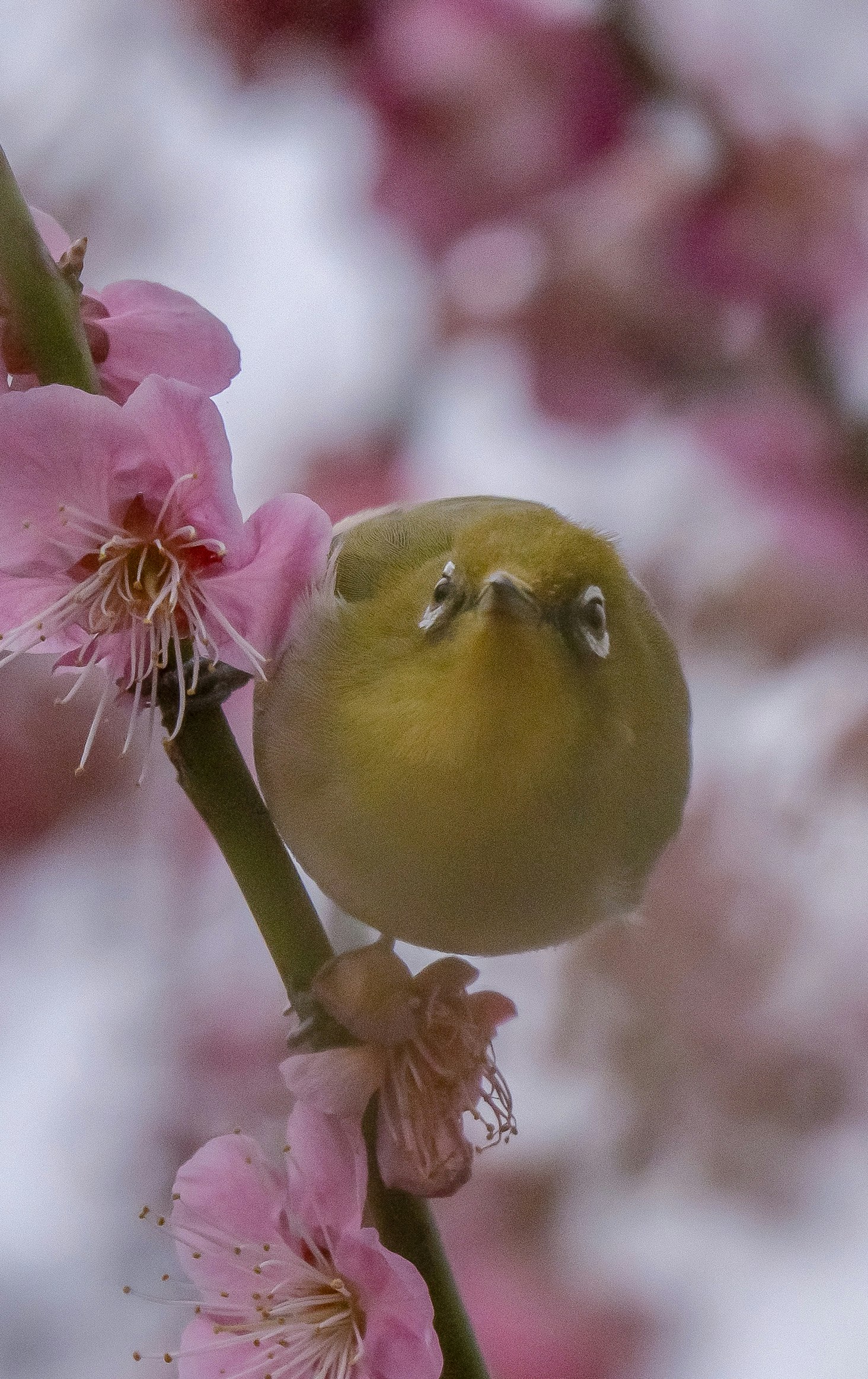 Passerotto giapponese su fiori di susino
