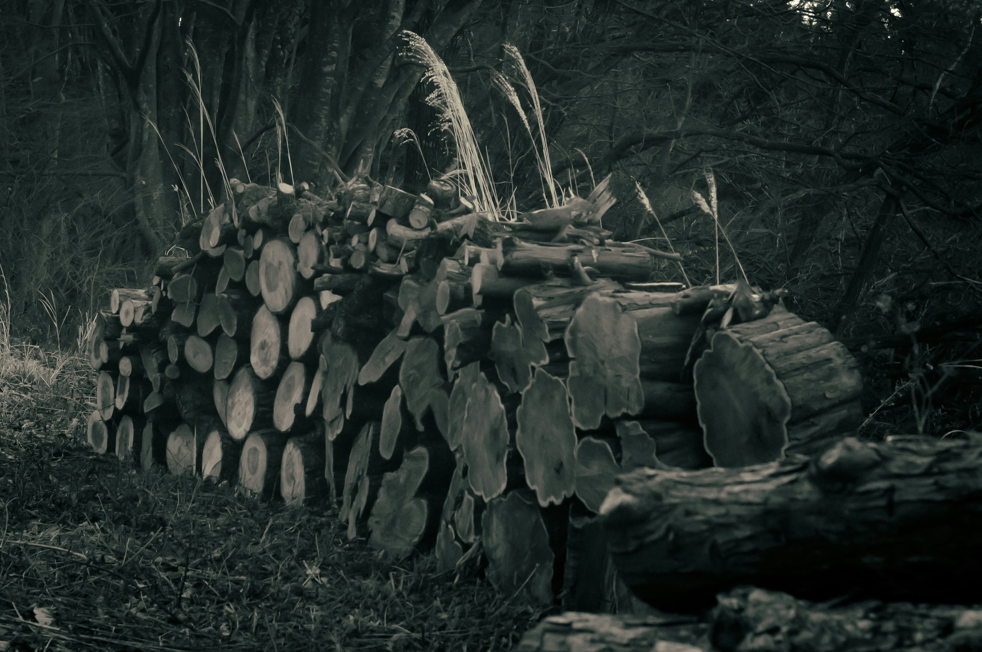 stacked logs in a forest