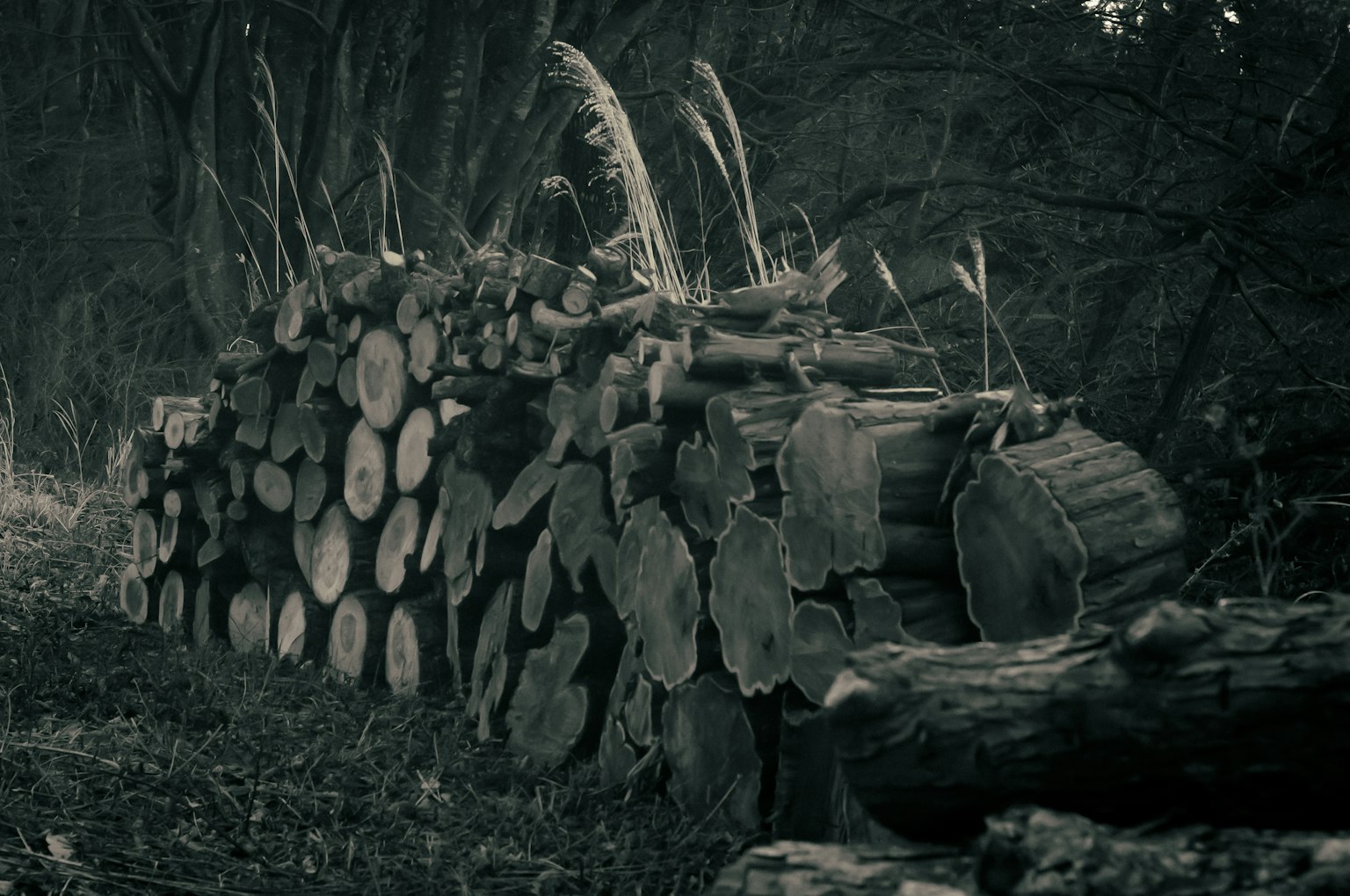 Pile de bûches dans un cadre forestier sombre