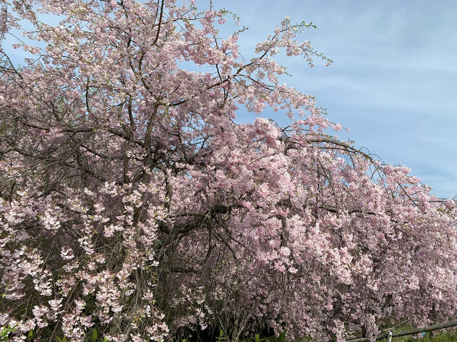 Un albero di ciliegio in piena fioritura con fiori rosa