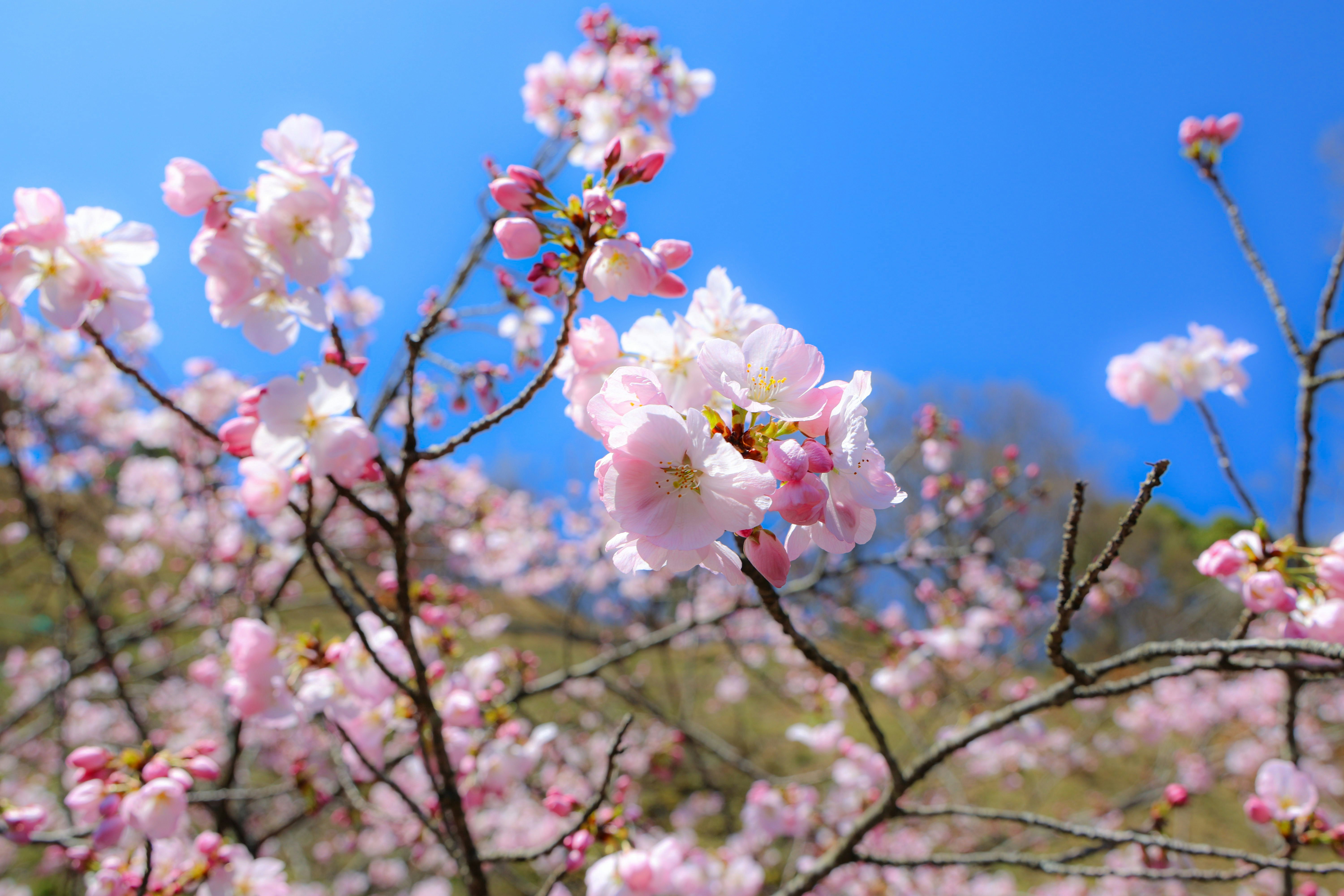 青空に咲く桜の花と枝