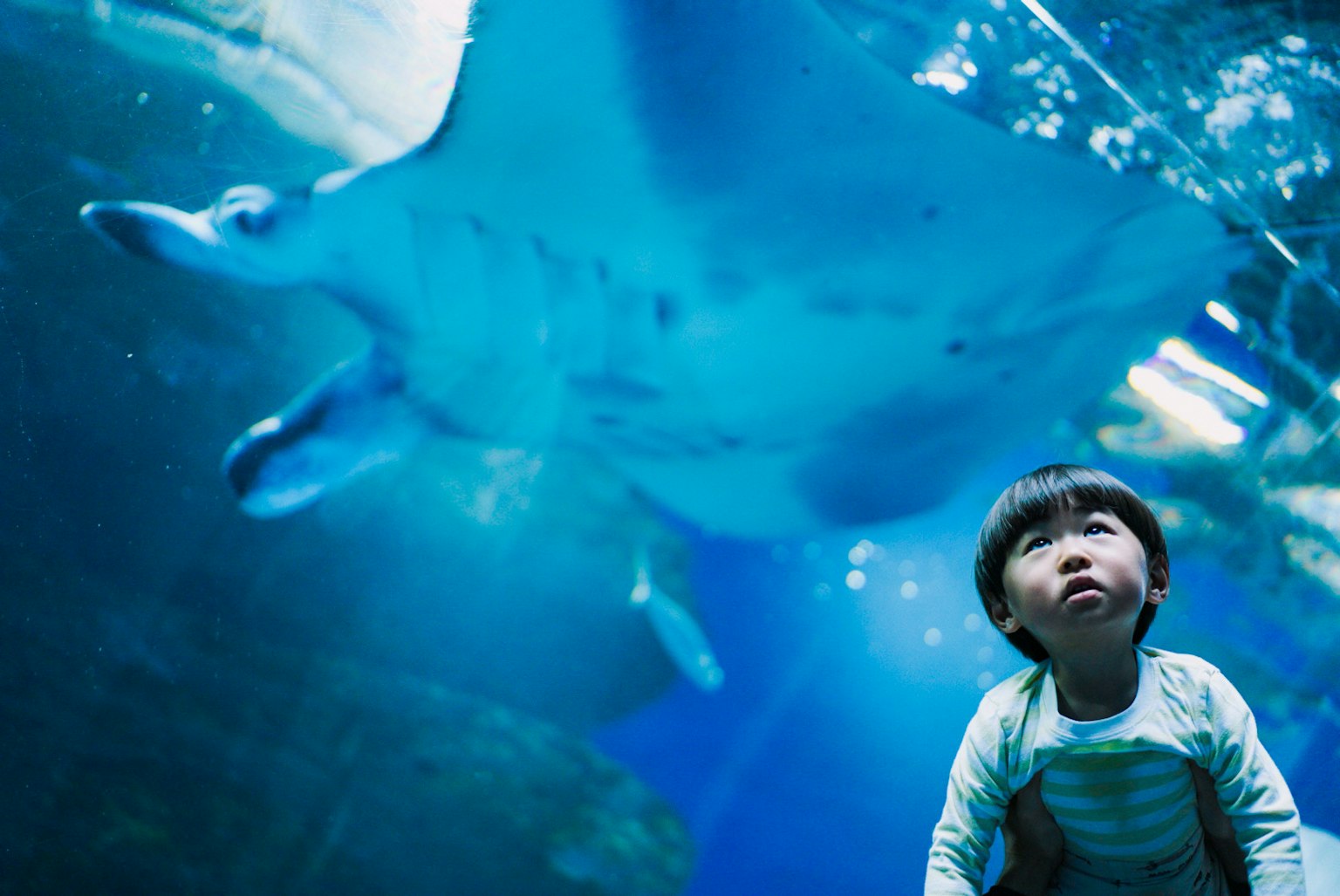 Child gazing up at a manta ray in an aquarium