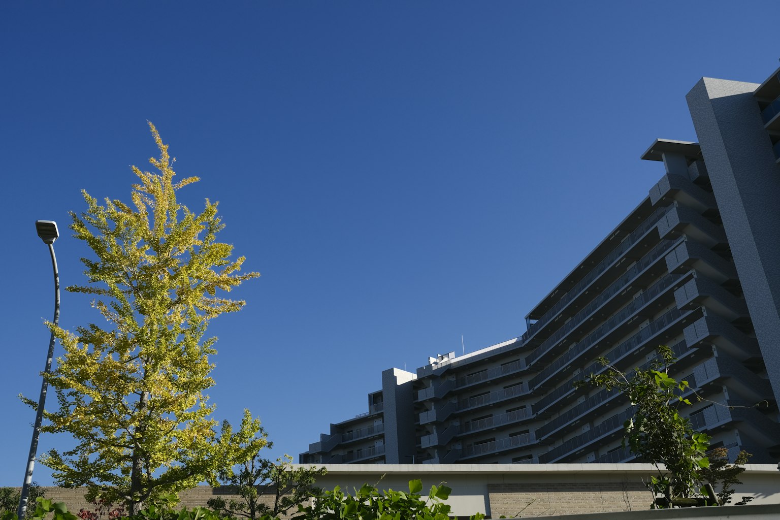 A view of a high-rise building with yellow trees under a blue sky