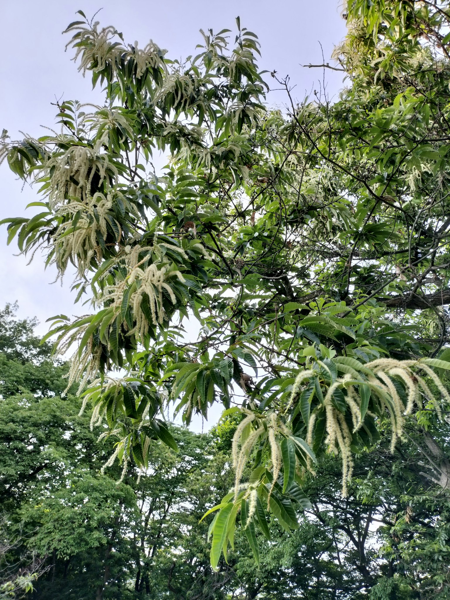绿色叶子和花的树枝特写