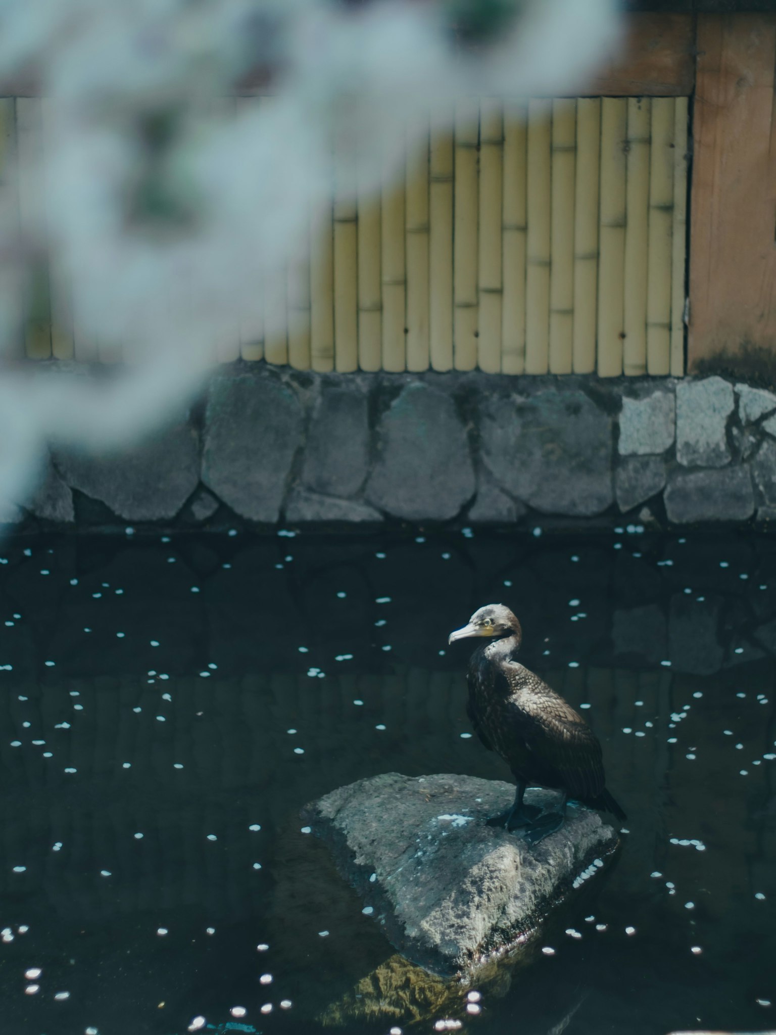 A bird standing on a rock by the water with cherry blossom petals