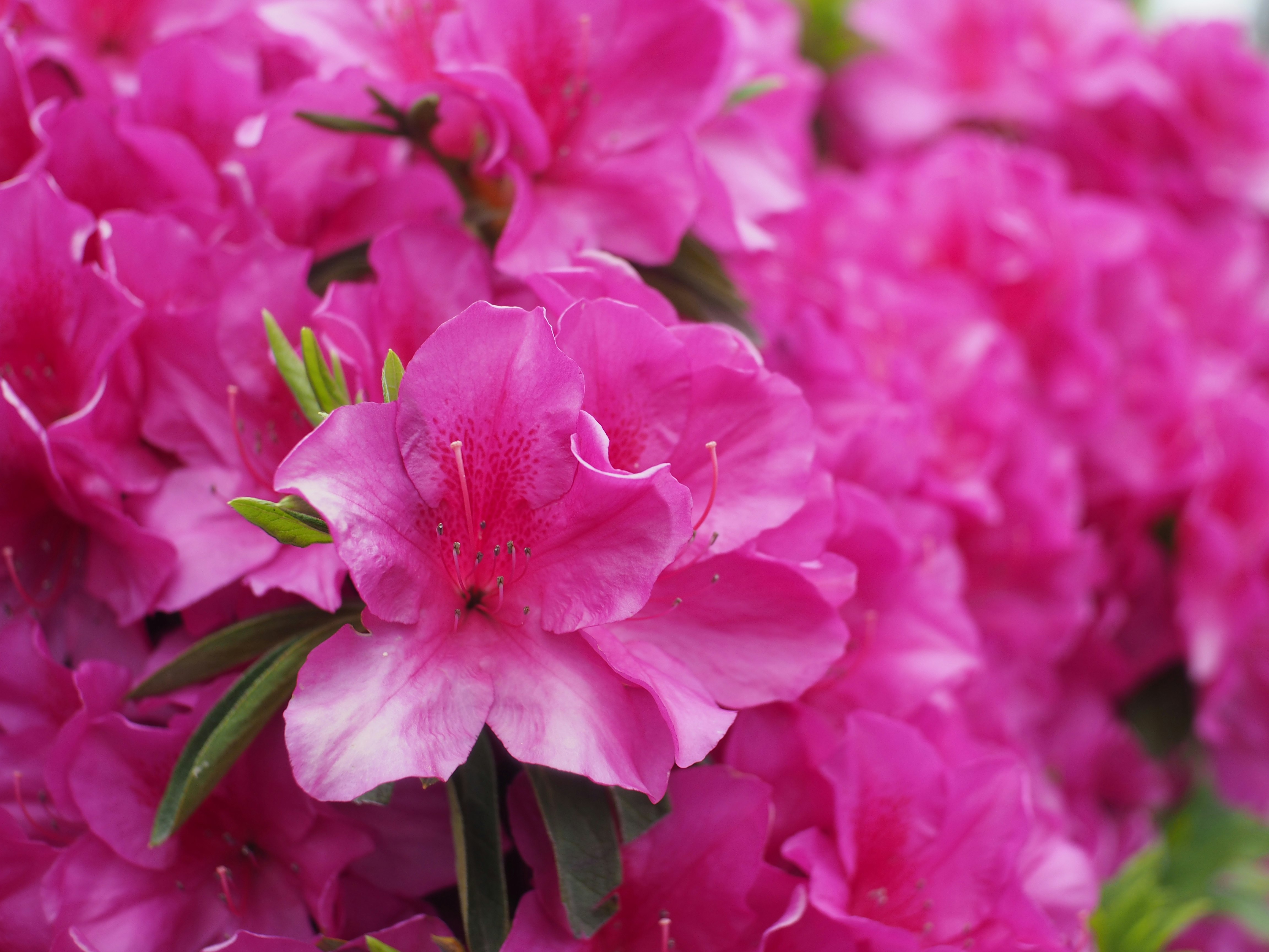 ピンクのツツジの花が密集したクローズアップ
