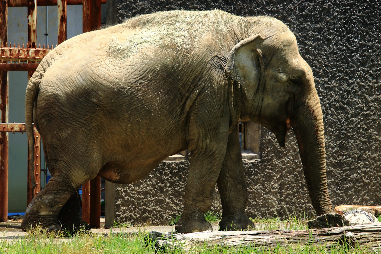 Seitenansicht eines asiatischen Elefanten, der in einem Zoo geht