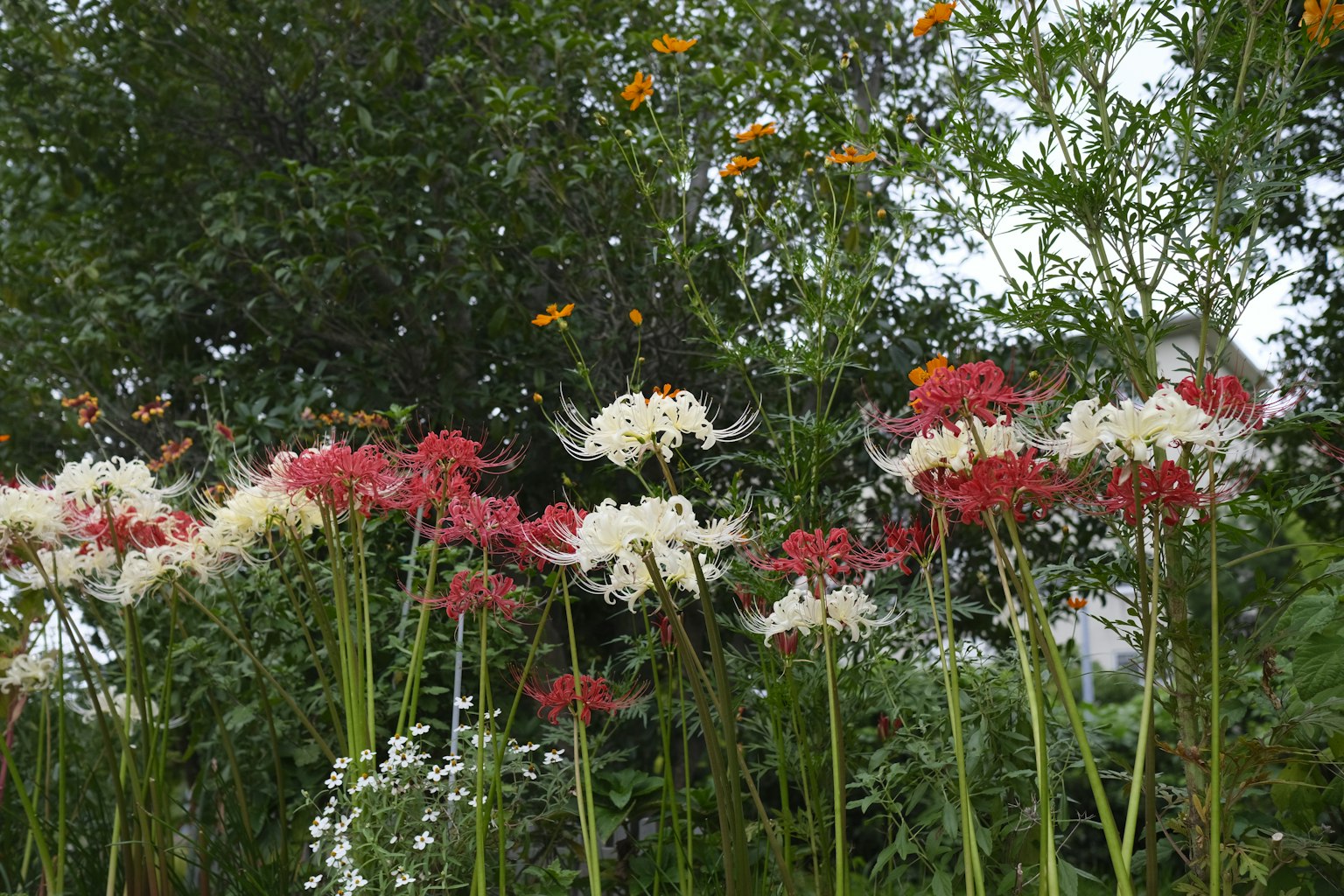 Pemandangan taman dengan bunga lily laba-laba merah dan putih
