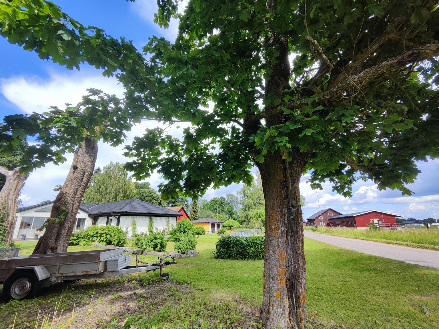 Un grand arbre dans un jardin luxuriant avec une maison en arrière-plan