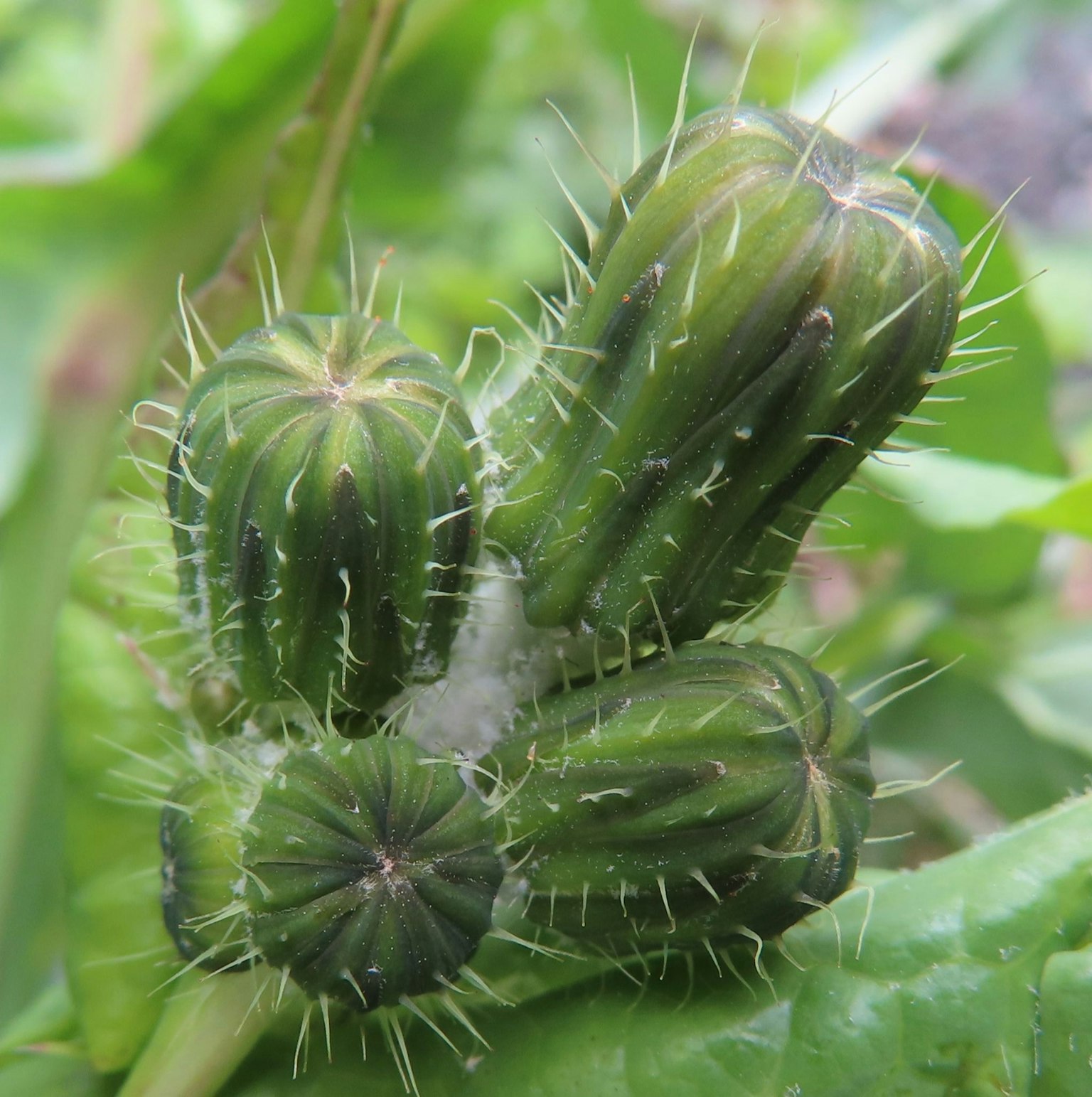 綠色刺狀植物果實聚集在一起的特寫