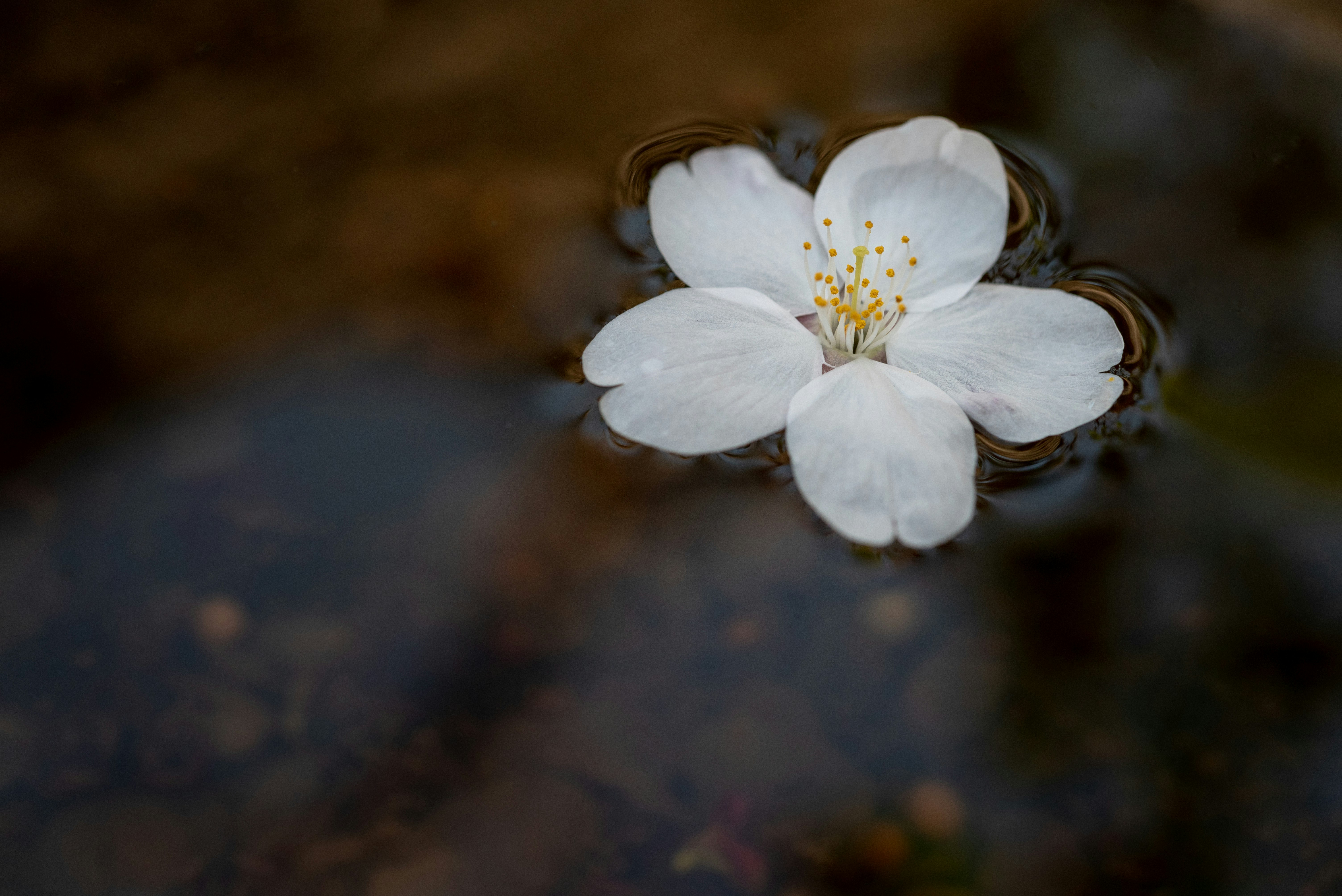 Cherry blossom petals floating on a riverbank
