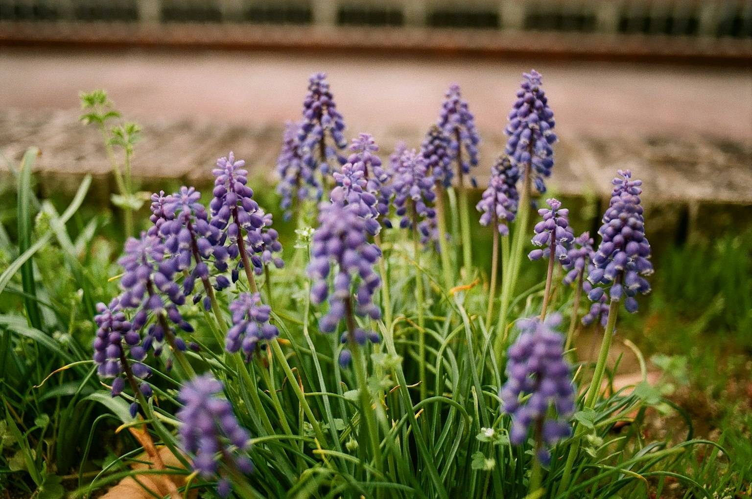 A cluster of purple lavender flowers in a garden setting