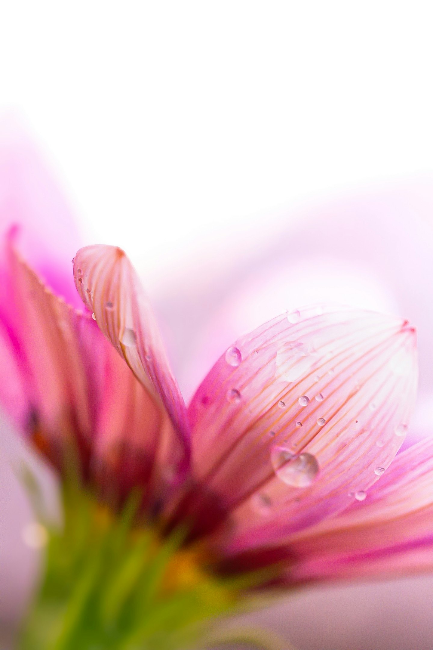 ピンクの花びらに水滴がついている美しいクローズアップ