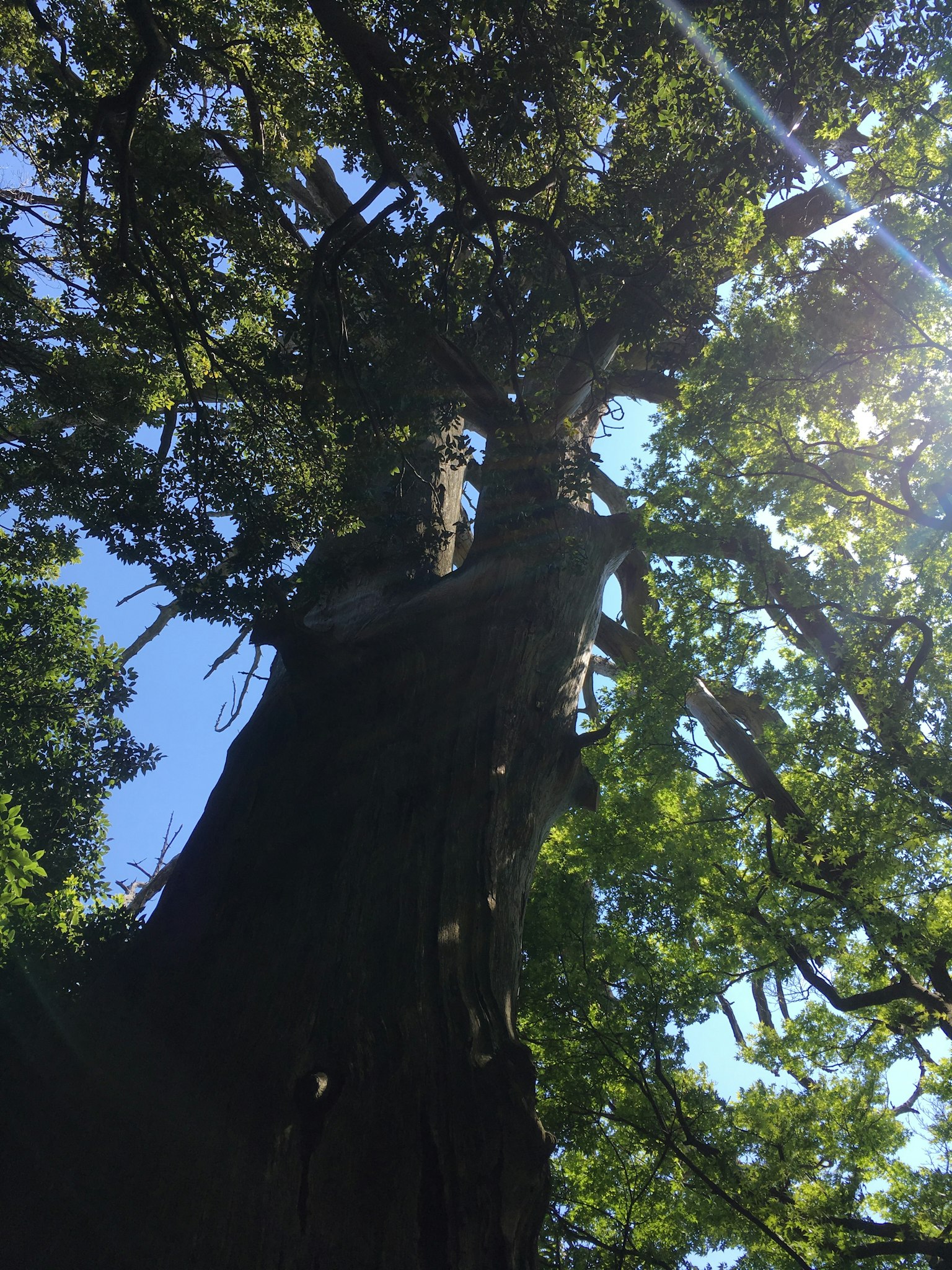 Blick nach oben auf einen großen Baum mit lebhaften grünen Blättern und einem klaren blauen Himmel