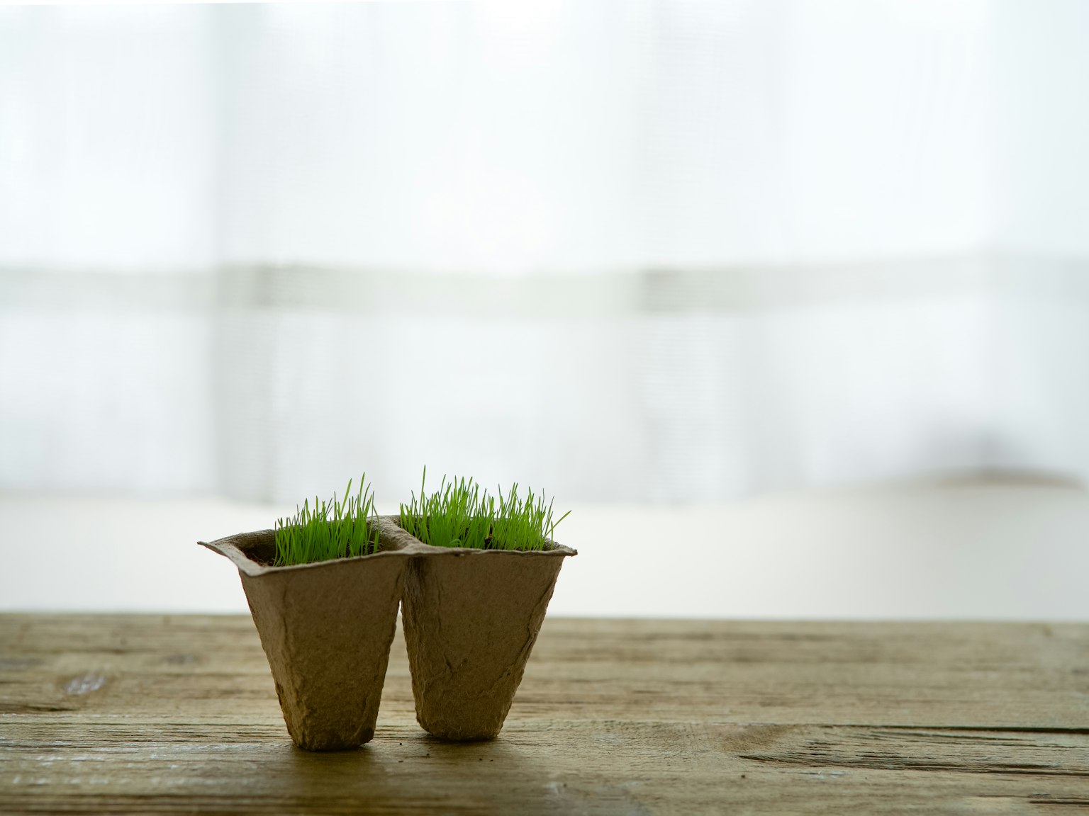 Deux petits pots en papier avec de l'herbe verte sur une table en bois
