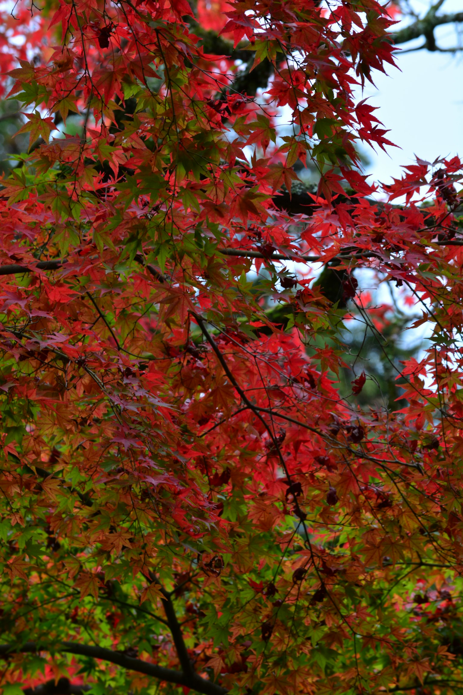 赤や緑の美しい紅葉の葉が茂る木の枝