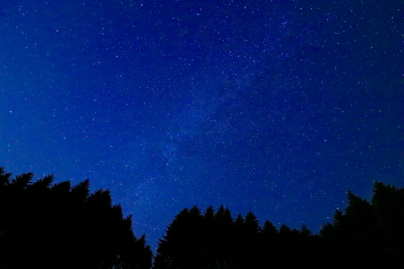 Cielo estrellado con silueta de bosque