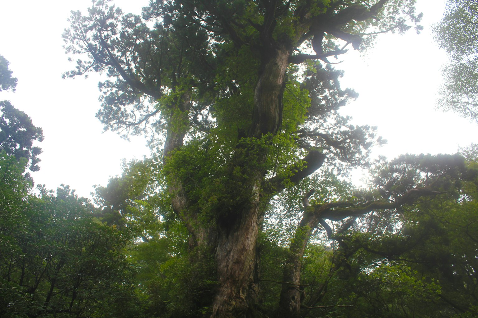 Tall tree surrounded by lush green forest