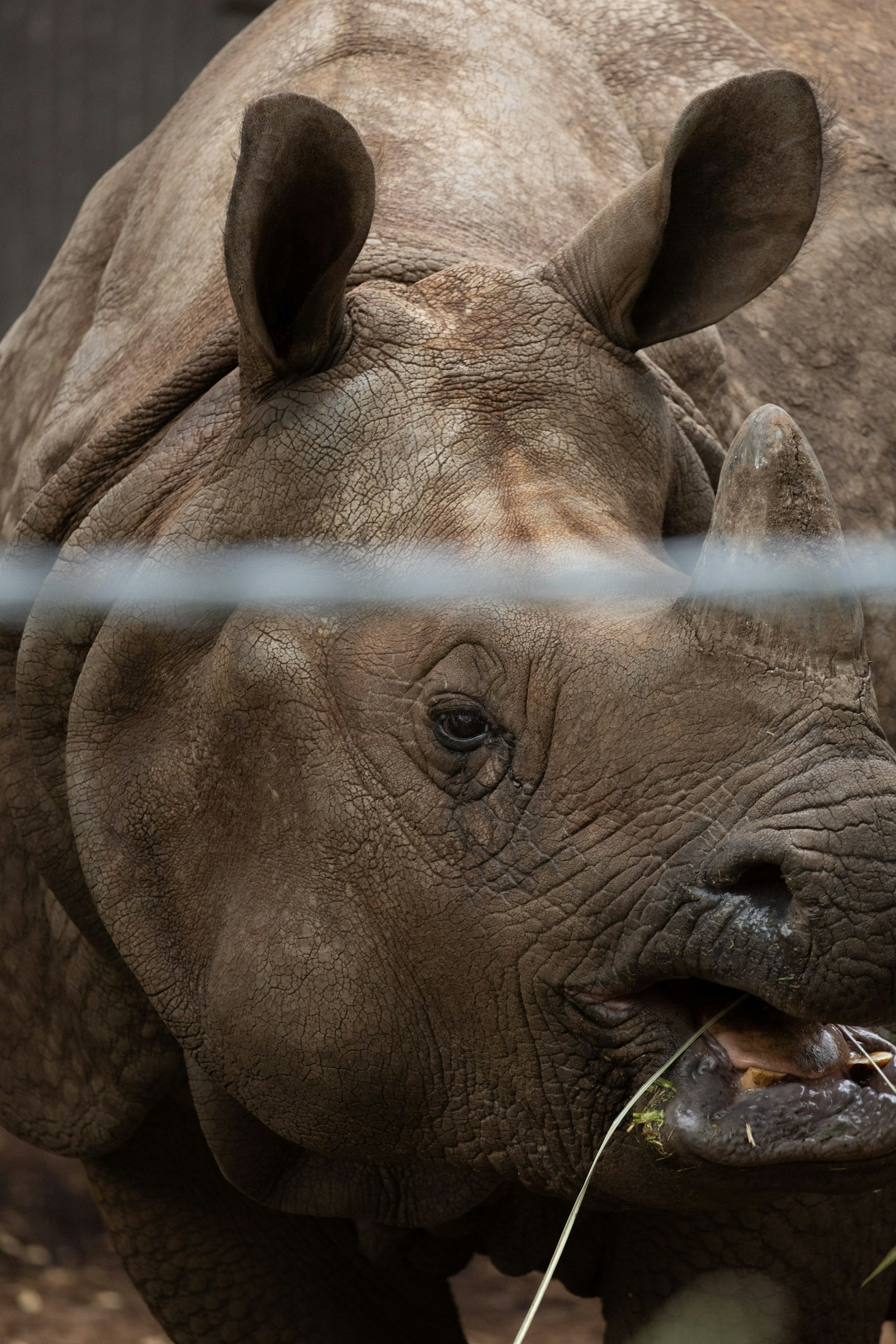 Close-up of a rhinoceros eating grass