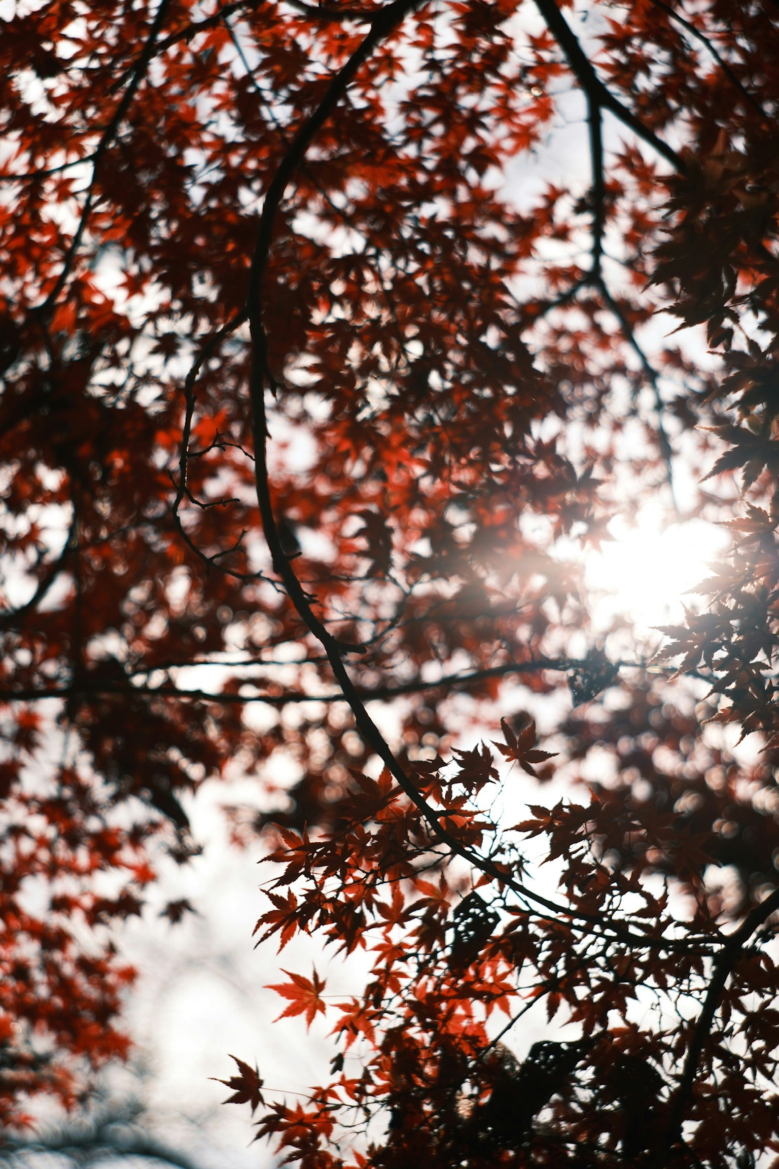 Pemandangan indah daun merah yang menyaring sinar matahari