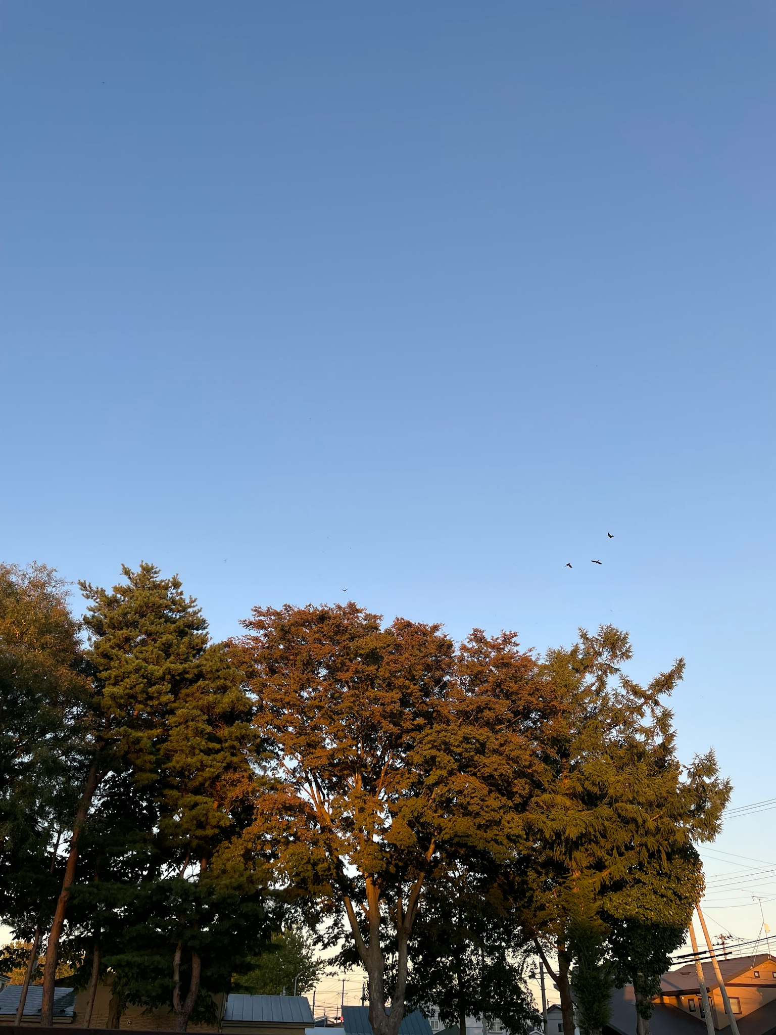 Siluet pohon di latar belakang langit biru cerah