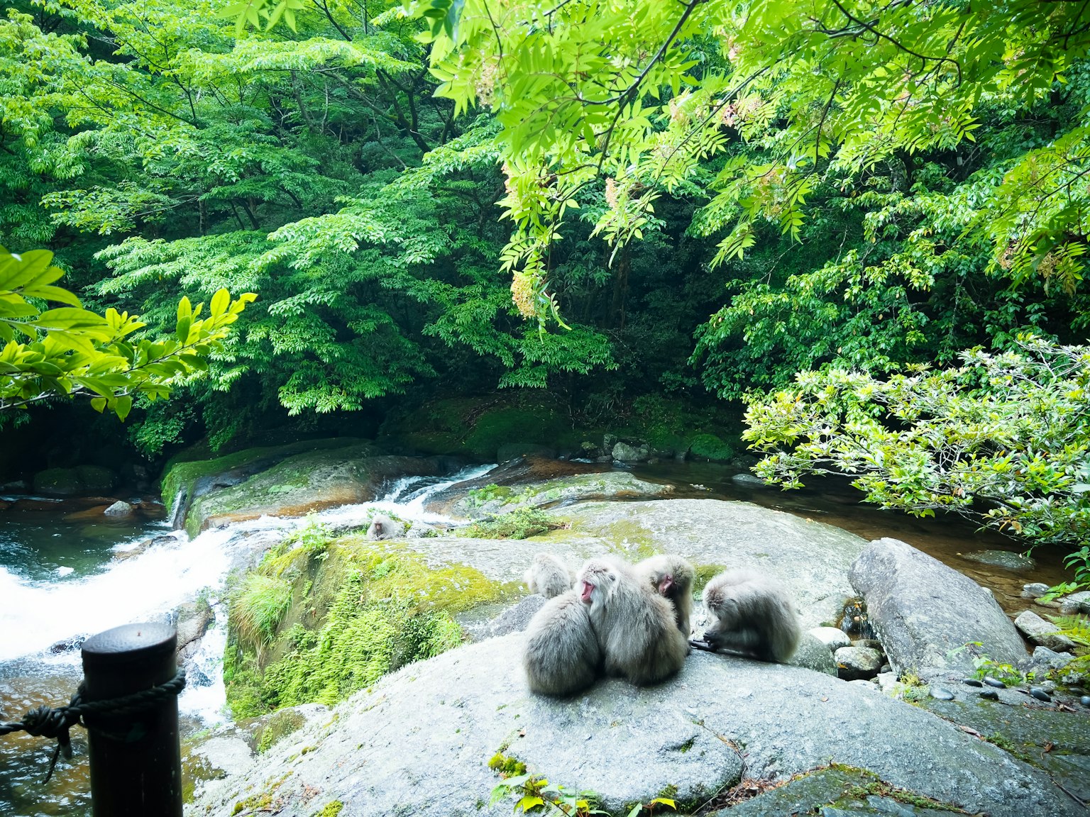 Trois singes assis sur une roche dans une forêt verdoyante près d'une rivière qui coule