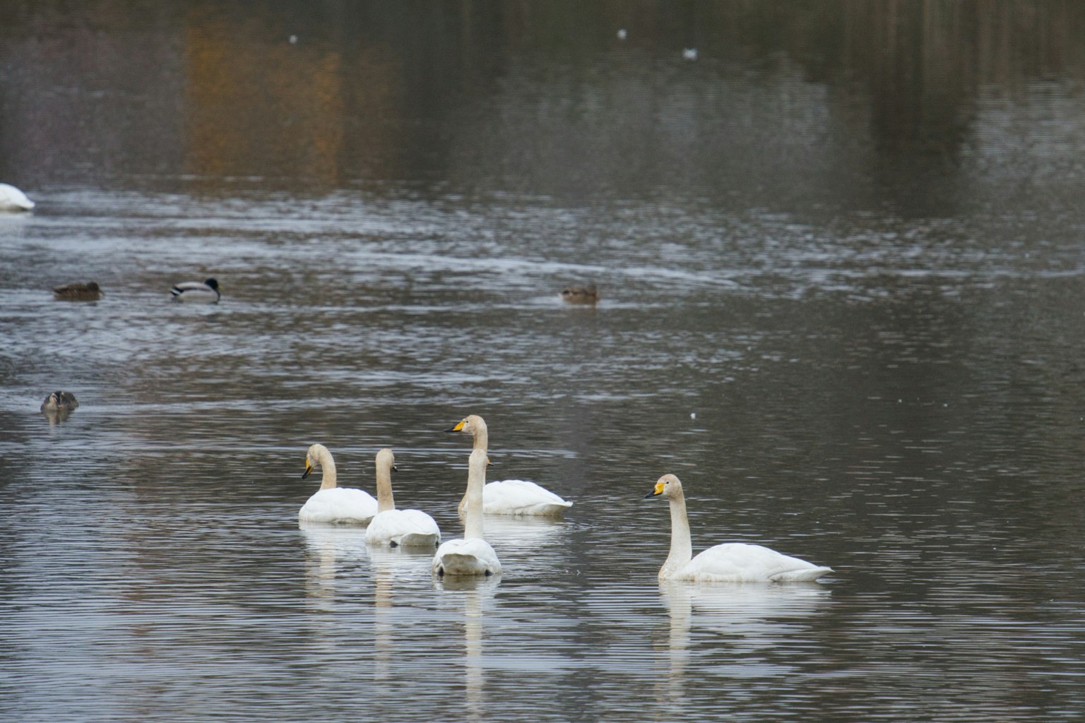 Un groupe de cygnes flottant sur l'eau