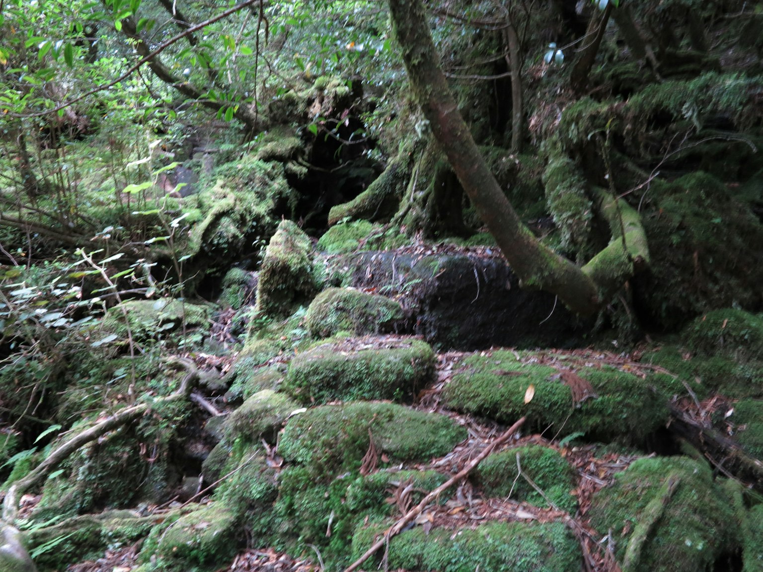 Rocce coperte di muschio e radici di alberi in una foresta verde lussureggiante
