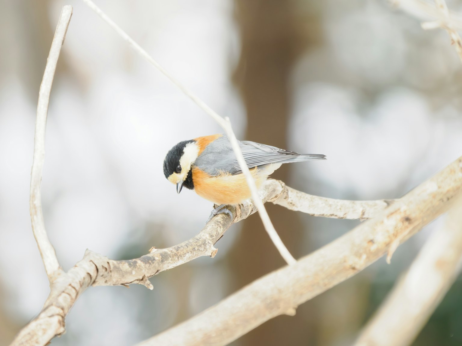 Un piccolo uccello con petto arancione posato su un ramo