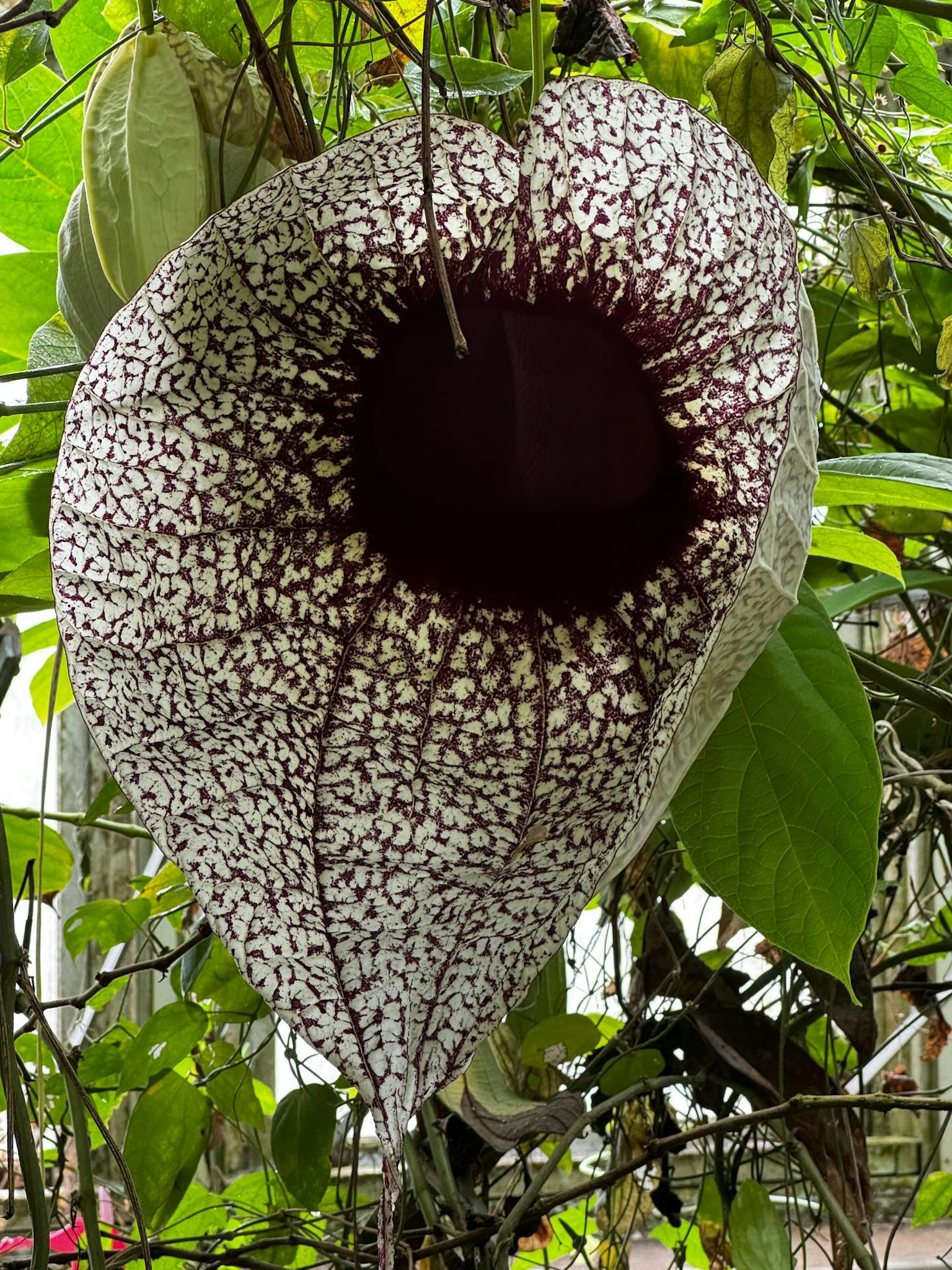 Fiore grande a forma di cuore con motivi unici interno viola scuro circondato da foglie verdi