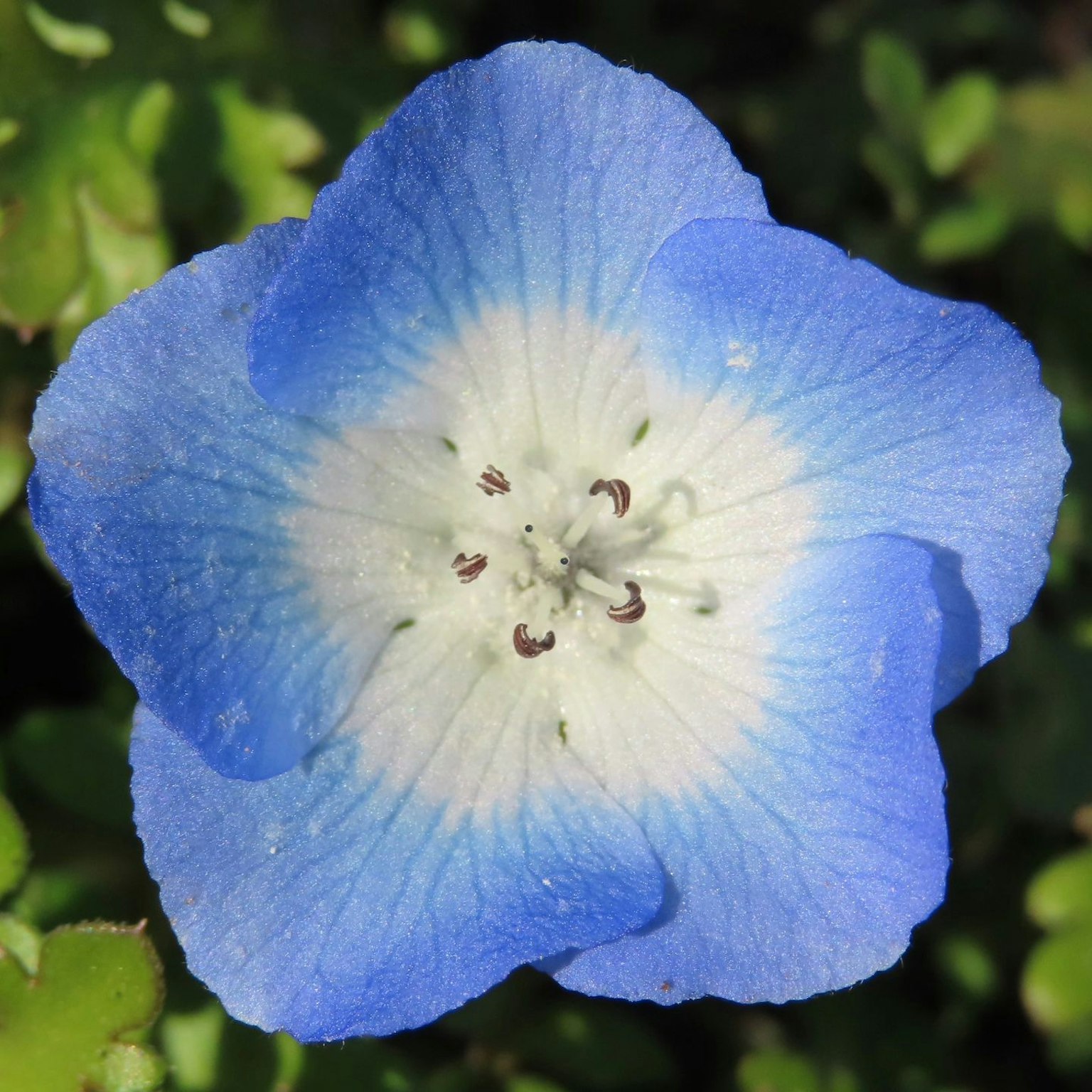 A blue flower with a white center surrounded by green leaves