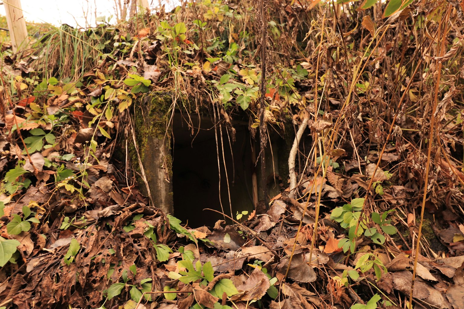 Entrance of a cave hidden in nature covered with leaves and grass