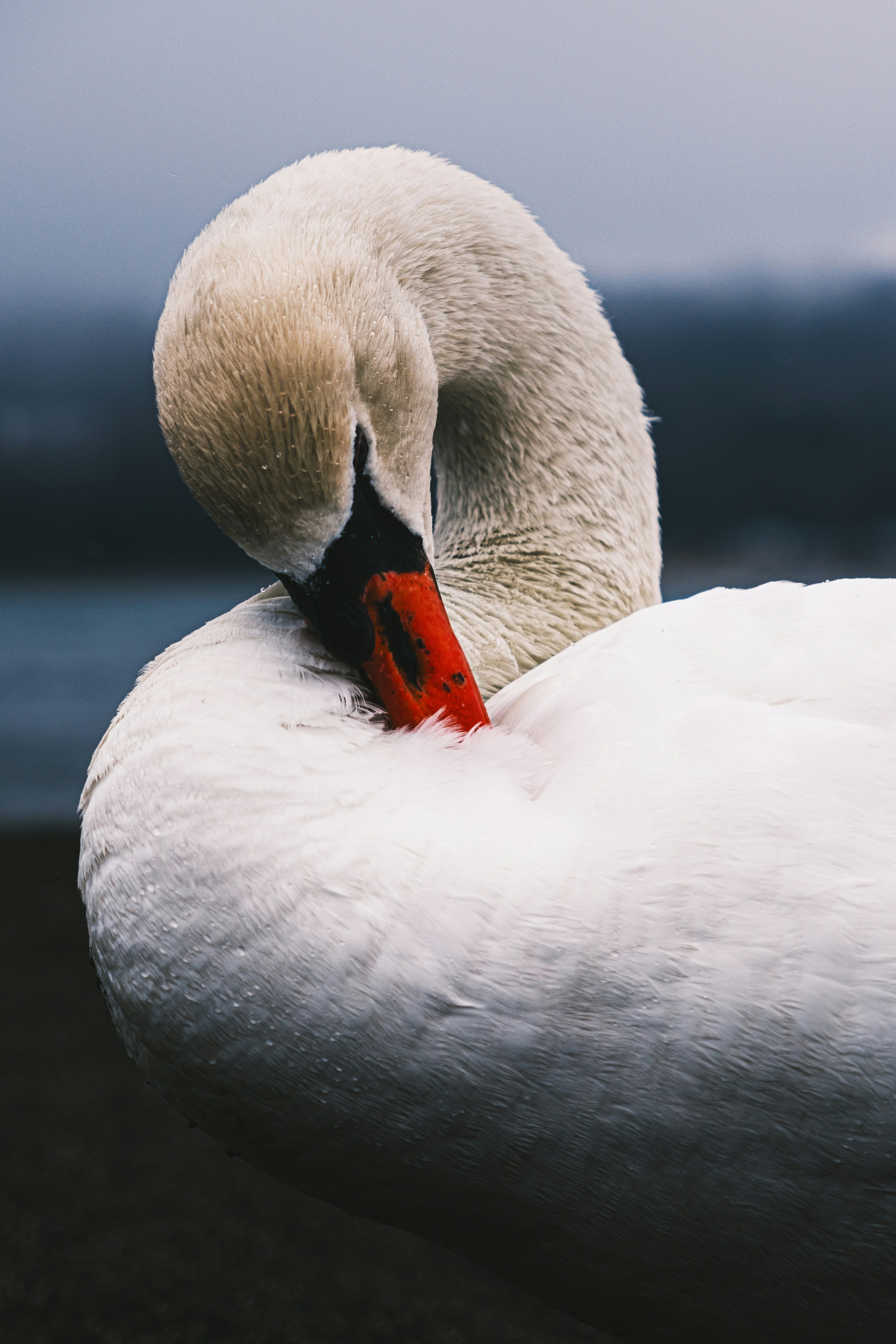 close-up of a swan with its neck tucked by a lake