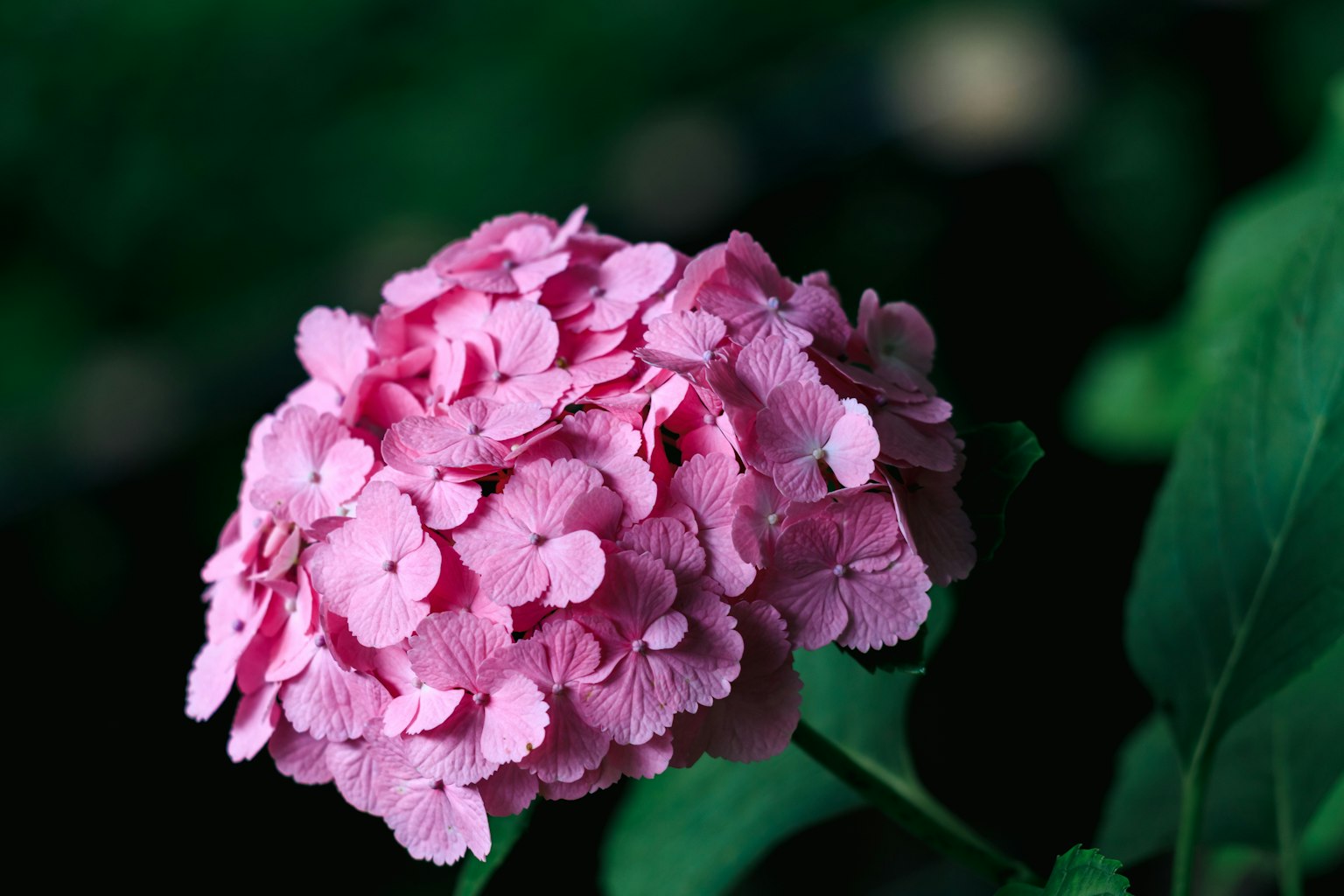 Nahaufnahme einer rosa Hortensie vor grünem Hintergrund