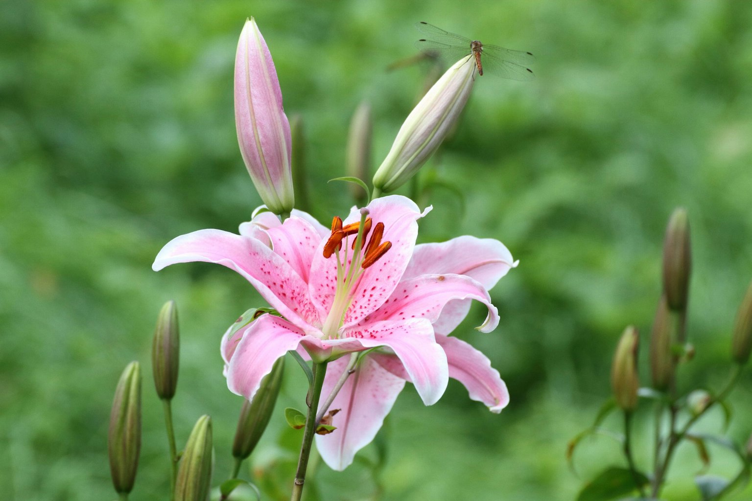 盛开的粉色百合花和周围的花蕾