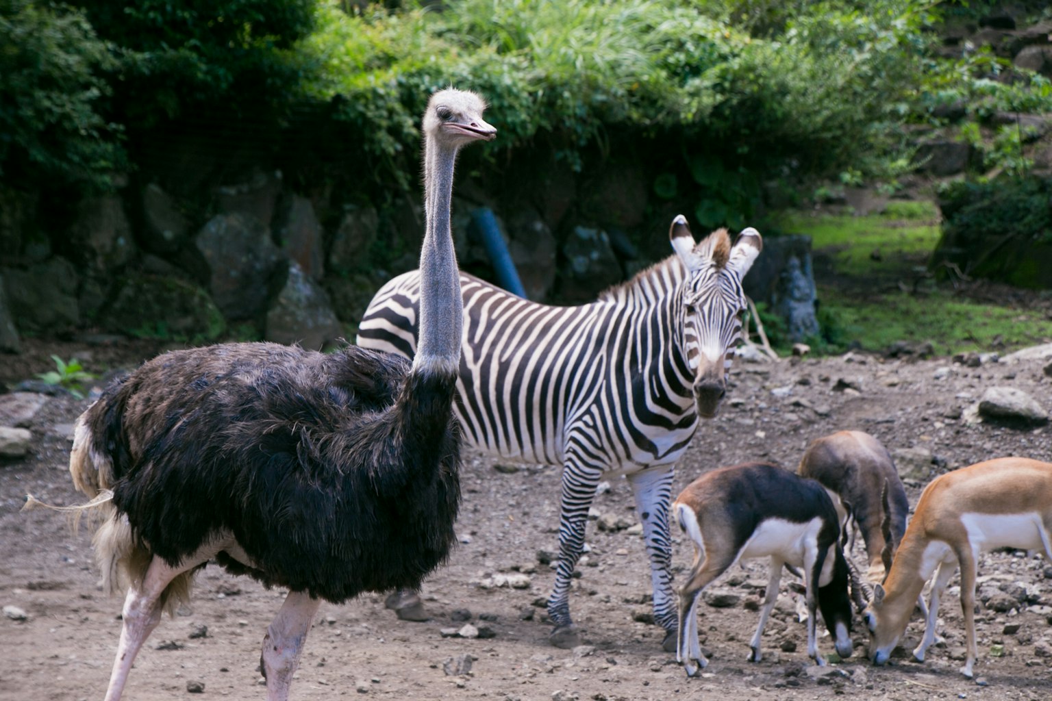 Ein Strauß und ein Zebra stehen zusammen in einer natürlichen Umgebung