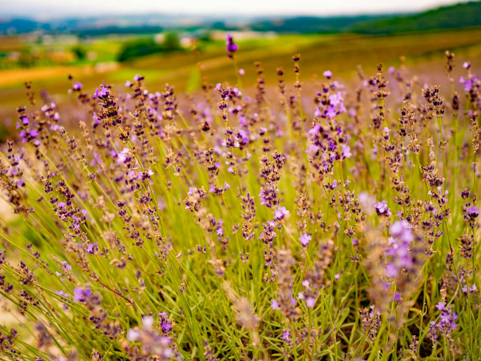 Schöne Landschaft mit blühendem lila Lavendel