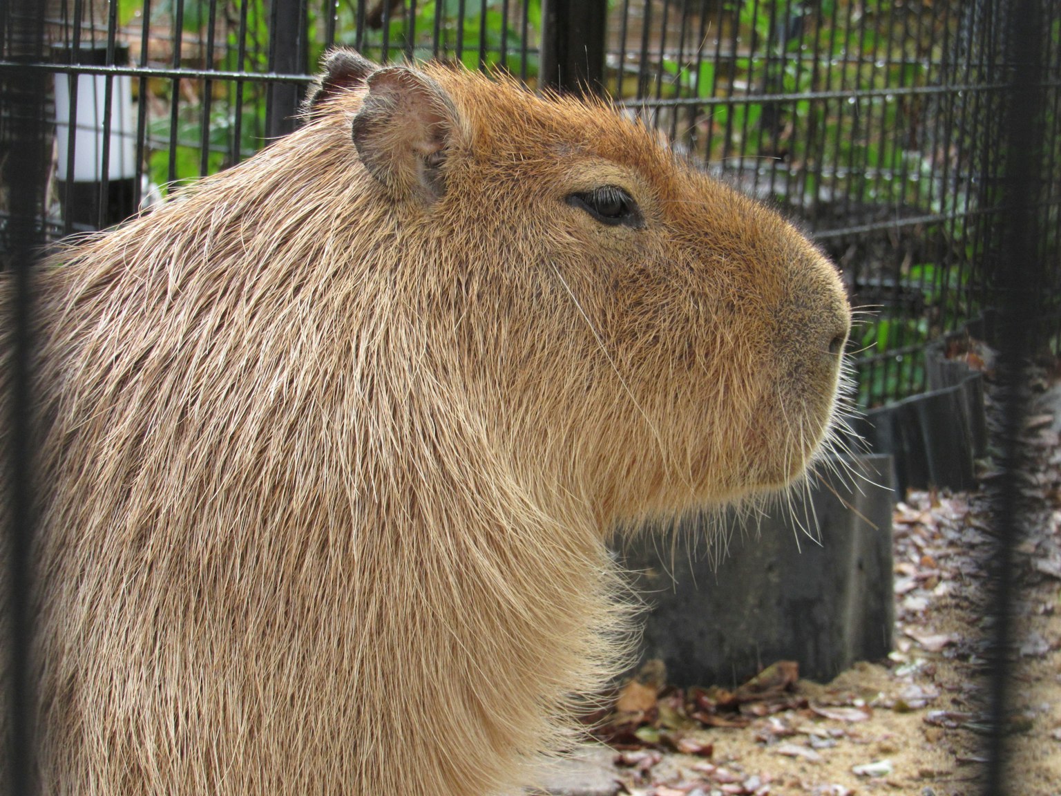 Tampilan samping capybara di belakang pagar menunjukkan bulu coklat panjangnya