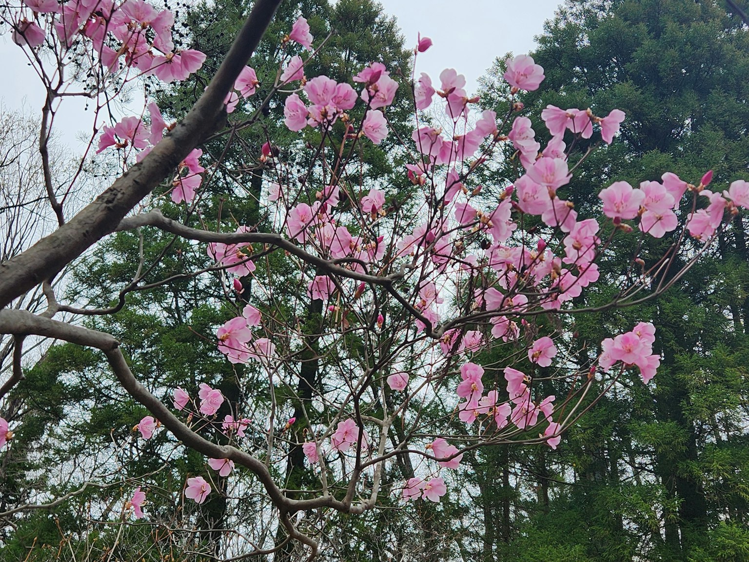 Kirschblüten blühen an Ästen mit einem Hintergrund aus grünen Bäumen