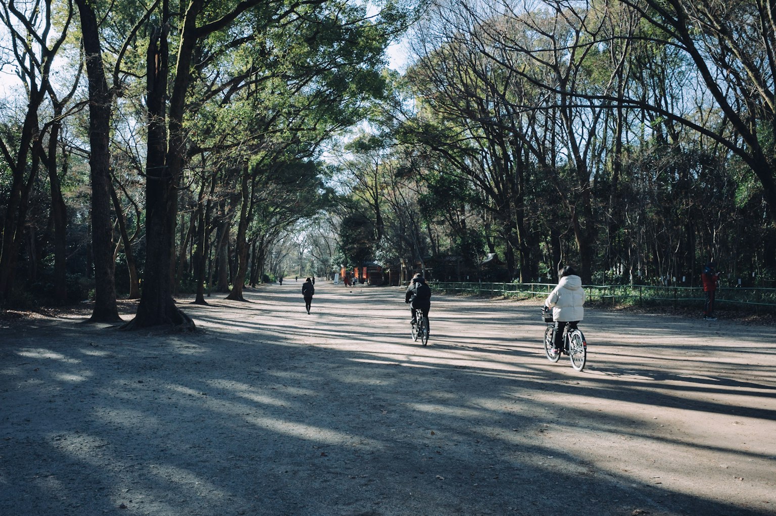 人們在公園裡樹木成蔭的小路上行走和騎自行車