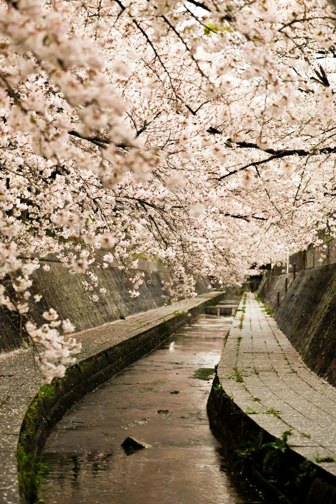 Allée bordée de cerisiers en fleurs et canal en pierre