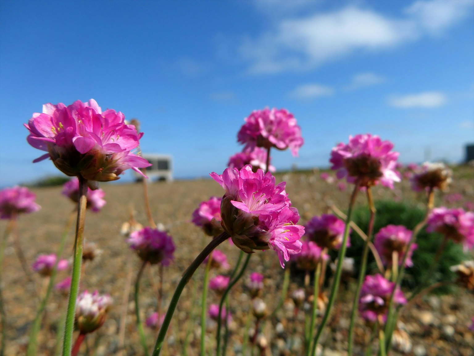Fiori rosa vivaci che fioriscono sotto un cielo blu