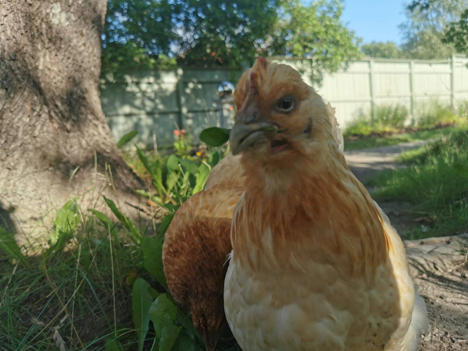 Close-up of an orange chicken relaxing in a garden